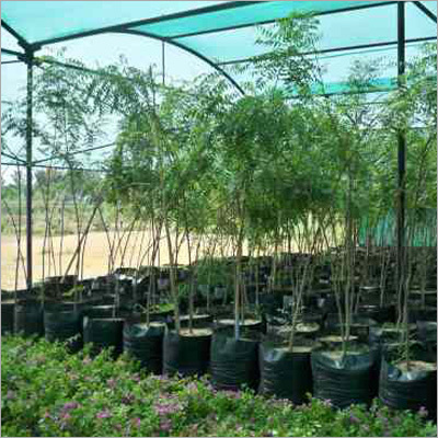 Polythene Nursery Bags