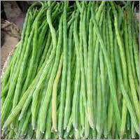 Green Drumstick