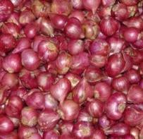 Fresh Shallots