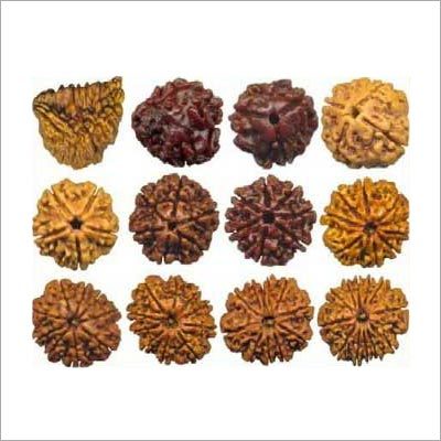 Rudraksha