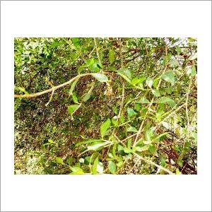 Dried Henna Leaves