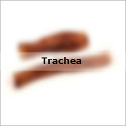 Trachea