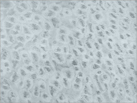 Sea Pearl Cream Marble