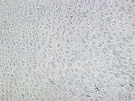 Sea Pearl Marble Slab