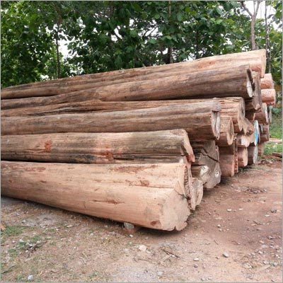 Raw Teak Wood Logs