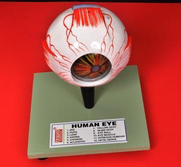 Human Eye model