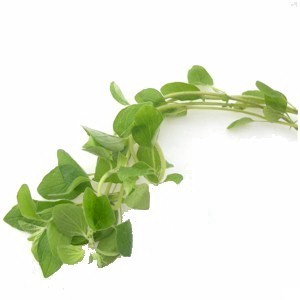 Marjoram