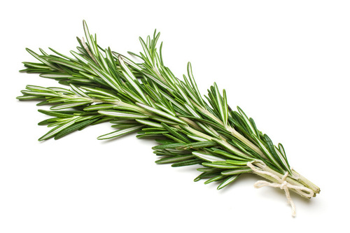 Rosemary - 10-15 cm Green | Aromatic Culinary Herb with Pungent Piney Fragrance Rich in Antioxidants & Versatile Uses