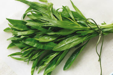Tarragon