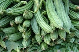 Ridge gourd