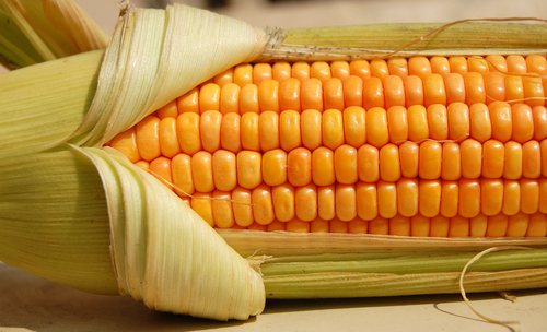 Fresh Yellow Corn