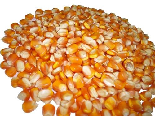 Fresh Maize