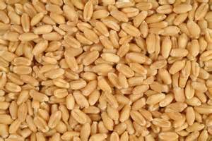 Whole Durum Wheat