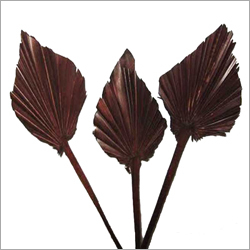 Palm Spade