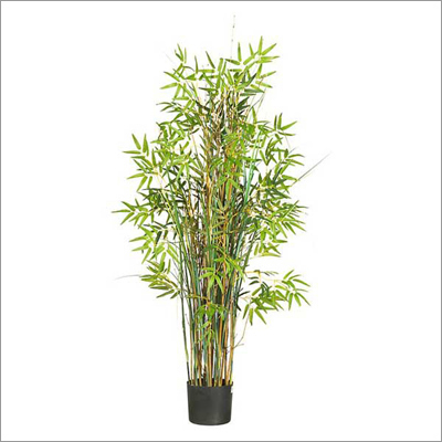Plant, Flowers & Dried Flowers