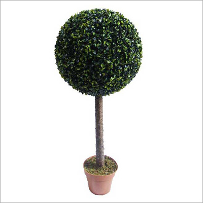Boxwood Tree