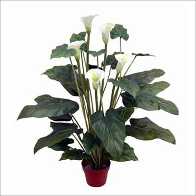 Calla Lily Plant