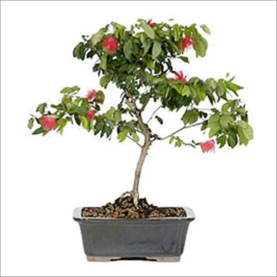 Artificial Powder Puff Bonsai