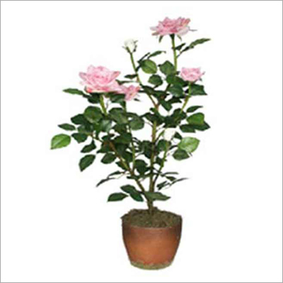 Plants