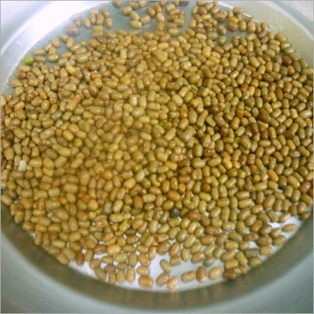 Moth Bean Seed