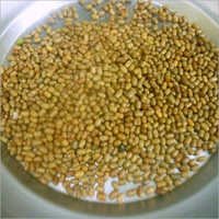 Moth Bean Seed