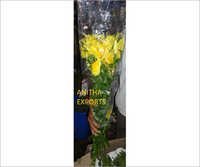 Oriental  Lily -Yellow