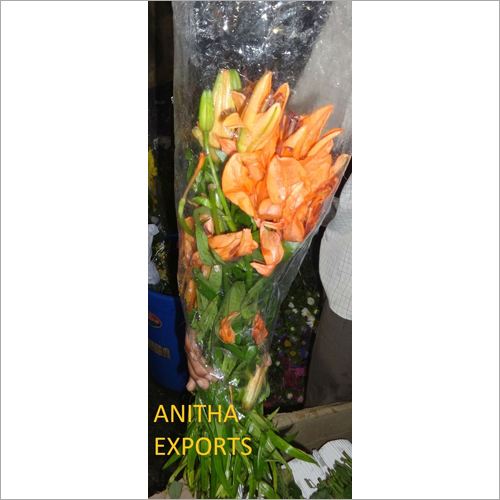 Orange Oriental  Lily