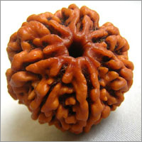 7 Mukhi Rudraksha