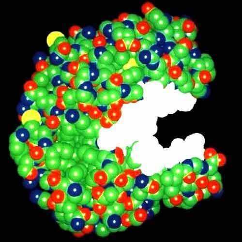 Textile Enzymes