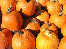 Pumpkin Powder