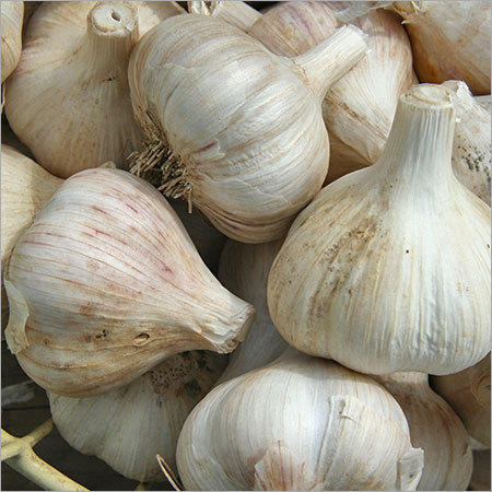 Fresh Garlic