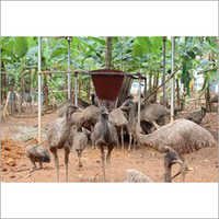 Emu Birds Feeding - Airtight Packaging | Highly Nutritional, Contamination Free, Easy To Digest, Enhanced Breeding Capacity