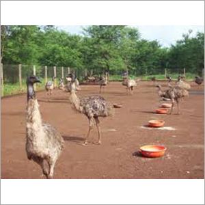 Australian EMU Birds