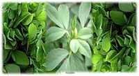Dried Fenugreek