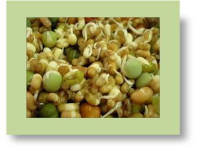 Sprouted Grains By AUM AGRI FREEZE FOODS