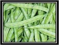 Cluster Bean (Guvar) Pieces - Freeze Dried, Nutrient-Packed Fiber Source for Digestive Health and Weight Management