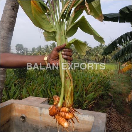 Wet Turmeric - Finger/Round 3-6 cm, Orange | Versatile Use, Bulk Packaging, Cool Dry Storage