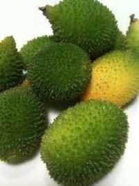 Freeze Dried Kantola Extarct