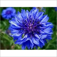 Freeze Dried Corn Flower Flakes - Color: Blue