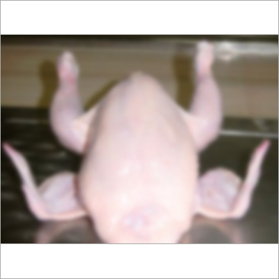 Frozen Chicken