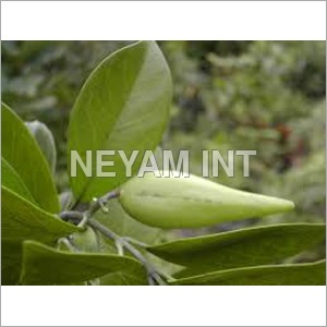 Gymnema Plant