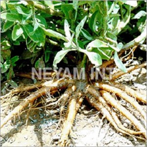 Coleus Root