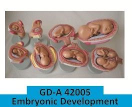 Embryonic Development