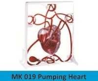 Pumping Heart