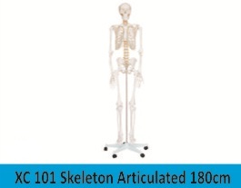 Skeleton Articulated