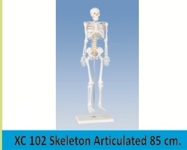 Skeleton Articulated 85 Cm By STANDARD STEEL