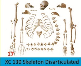Skeleton Disarticulated