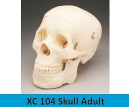 Skull Adult