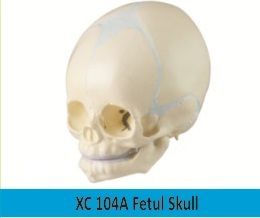 Fetul Skull