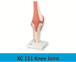 Knee Joint